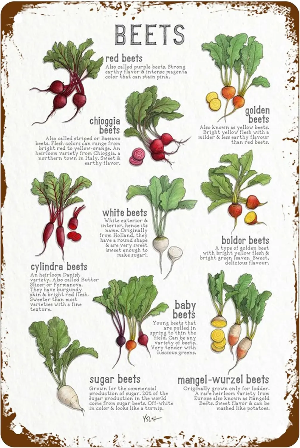 Beets Carrot Plants Knowledge Signs Green Vintage Farmhouse Metal Tin Signs Rustic Flower Decor Wall Art Country Bathroom W sign