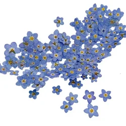 40PCS Natural Tiny Dried Pressed Forget-me-not Flowers Petals With Different Colors and Shapes For Craft Resin Jewellery,Nails