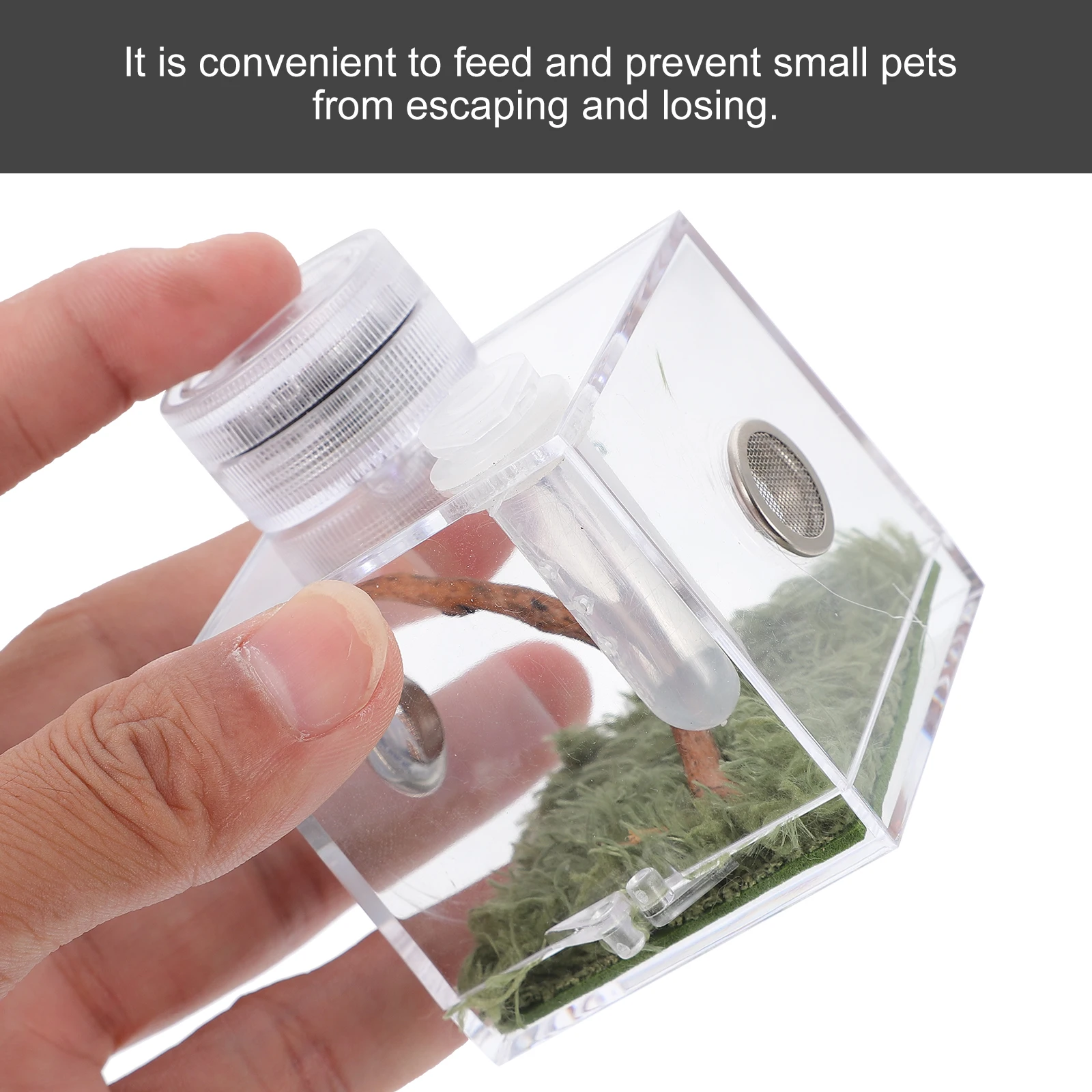 

High Quality Jumping Spider Cage M Size Clear Bright Easy Clean Feed Safe Material Pet Growth Spider Habitat Box