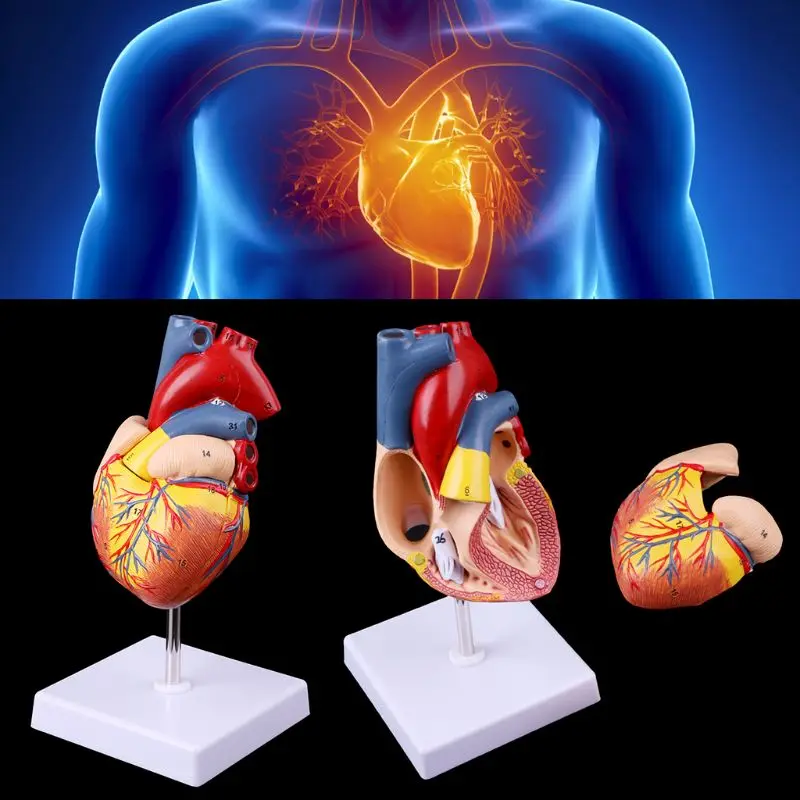 Gedemonteerd anatomisch menselijk hartmodel Anatomie Medisch leermiddel