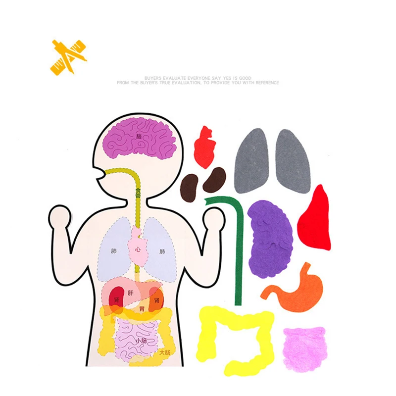 生物学アクセサリー,子供向けの教育用科学ツール,家庭用照明器具,科学教育用キット,モデル88