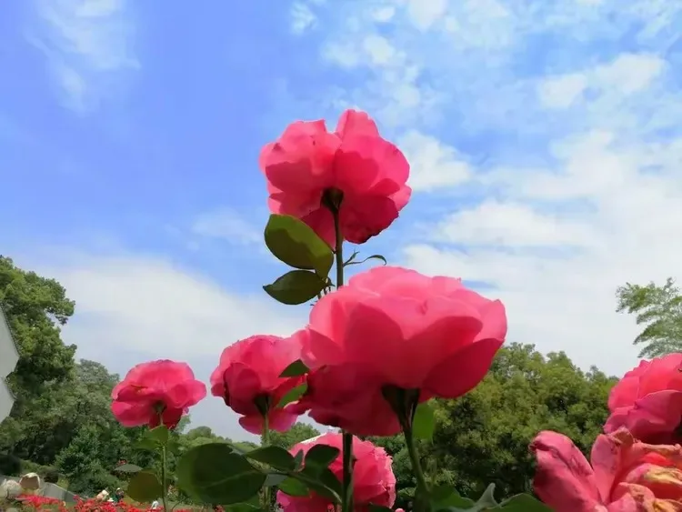 

Metal Upgrade Parts Kit Front and Rear Arm Steering Cup for SCY 16101 16102 16106 16201 JJRC Q130A Q130B Q141 Q117 1/16 RC Car