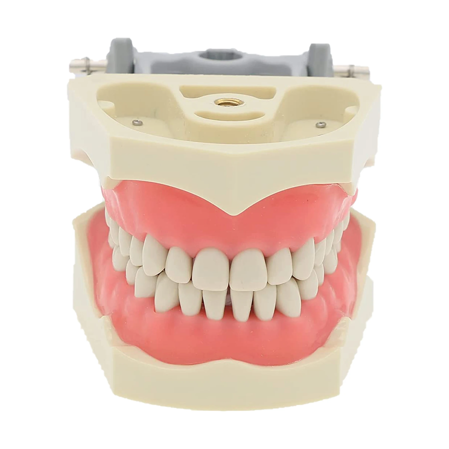 Dental Typodont Model with 32 Removable Teeth Compatible with the Colombian Dental Licensing Examination CDCA Teaching Study