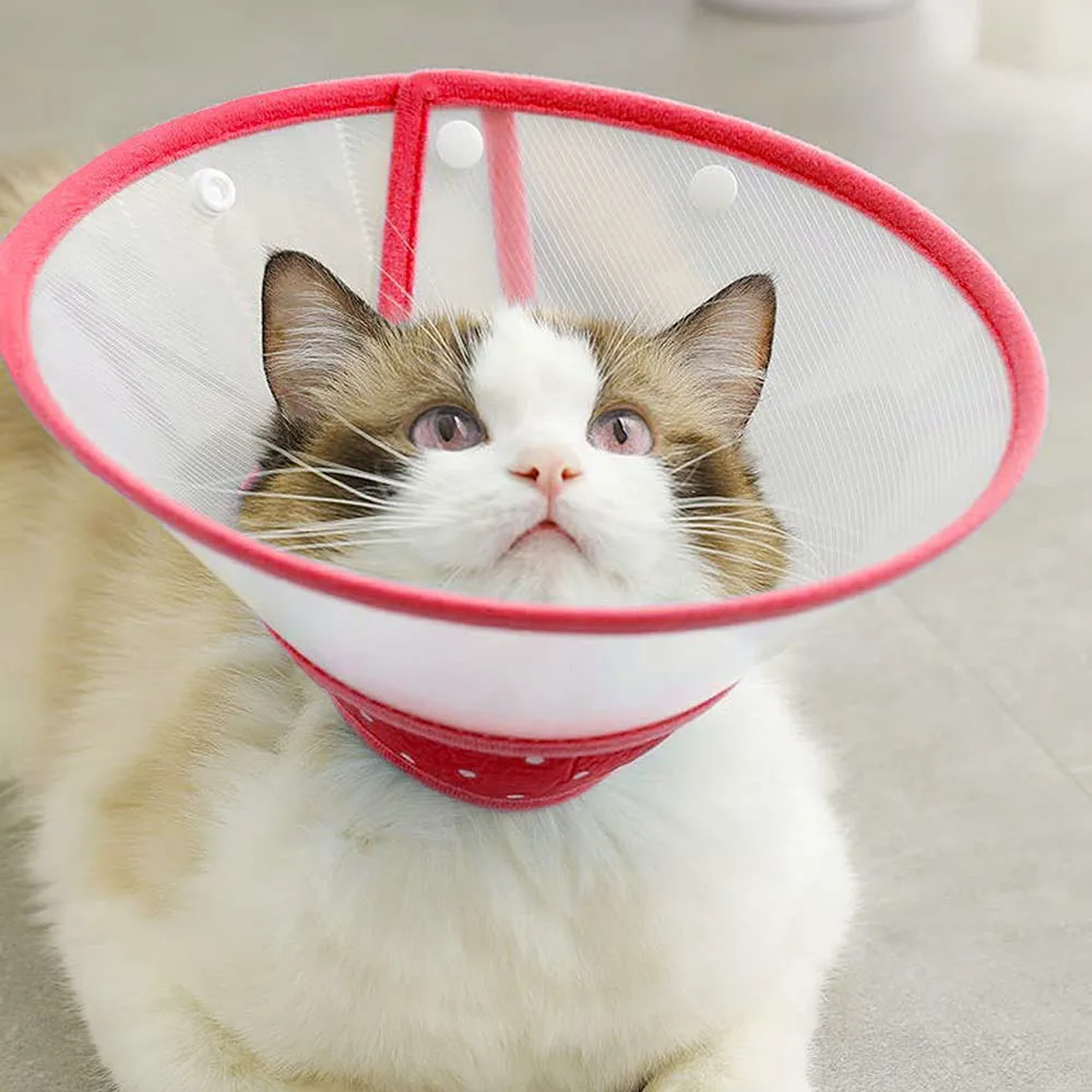 Collar Rabbit: الدليل الشامل لاختيار أفضل الحمالات الحماية للكلاب والقطط والخنازير