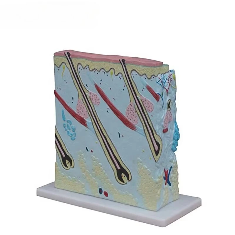 Modelo humano de anatomia da pele 3D para educação científica médica em ensino de anatomia