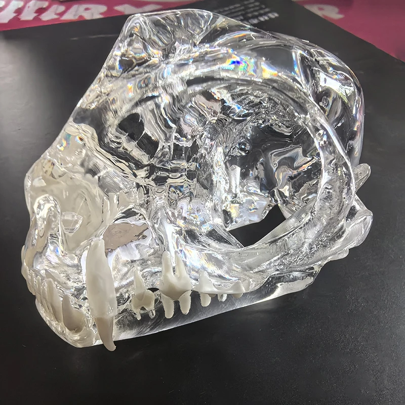 

Transparent Cat skull Teeth Anatomical Model Dental Animals Oral Tooth Jaw for Veterinary Office Educational Tool Anatomy Demo