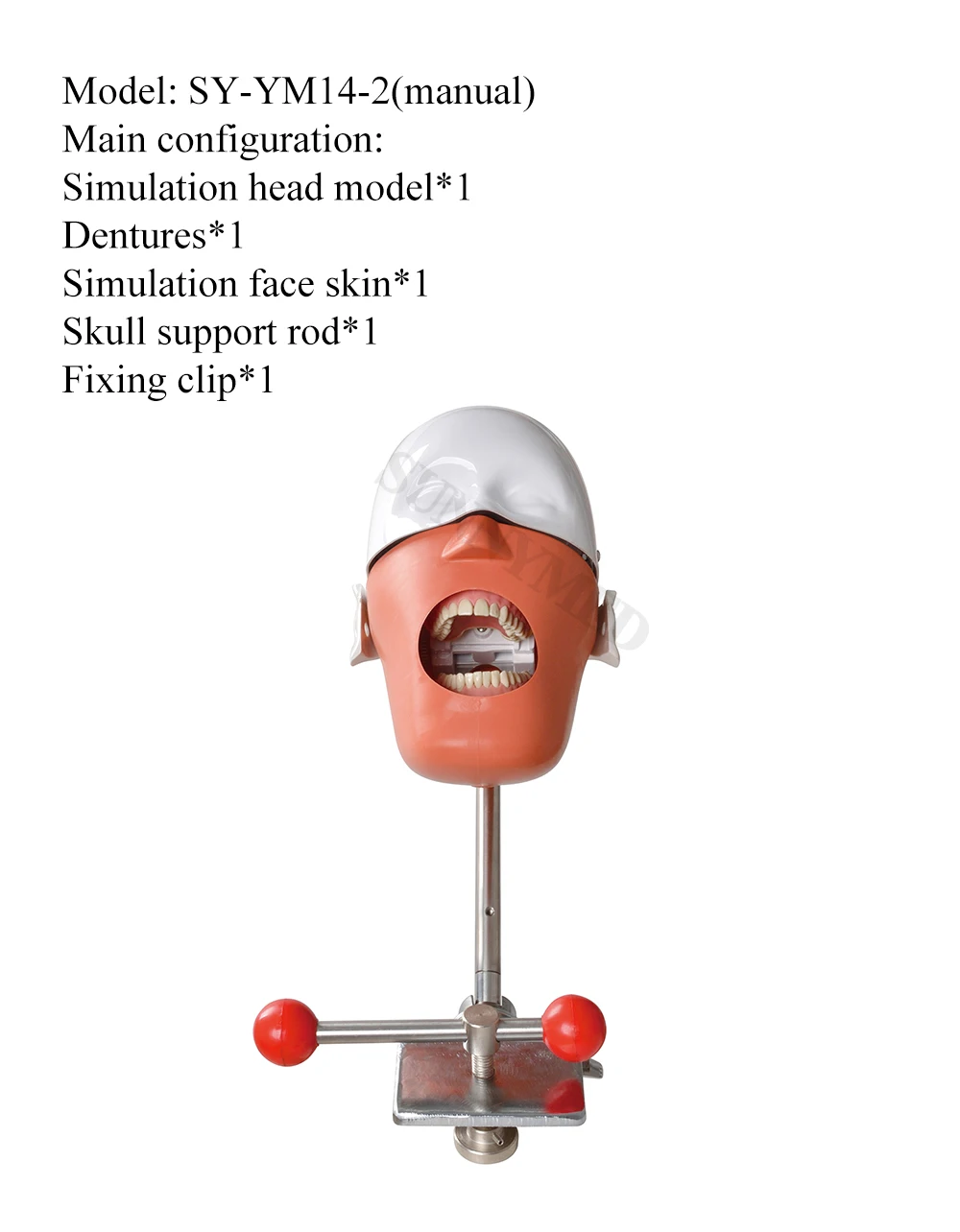 SY-YM14 Dental simulator phantom head for education