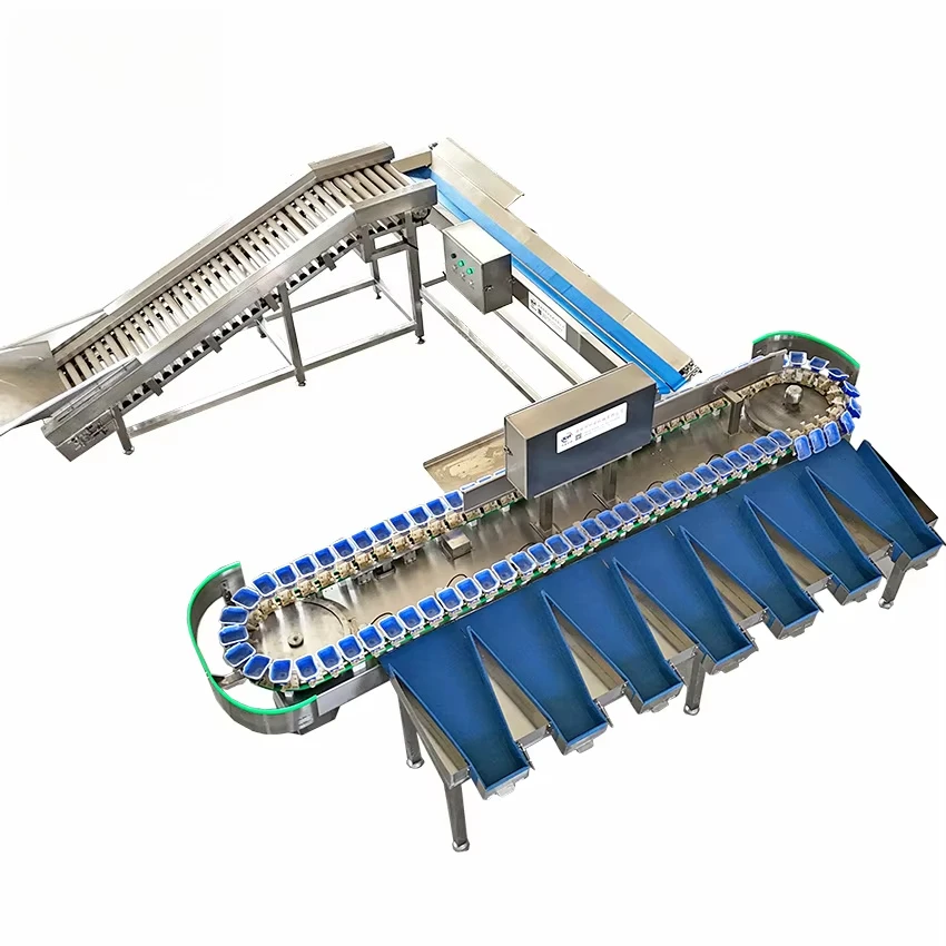 Kehong KHLH-6J Fruit & Vegetable Grading Machine with Sensor & PLC Easy to Operate 220V 0.75kW 1 Year Warranty