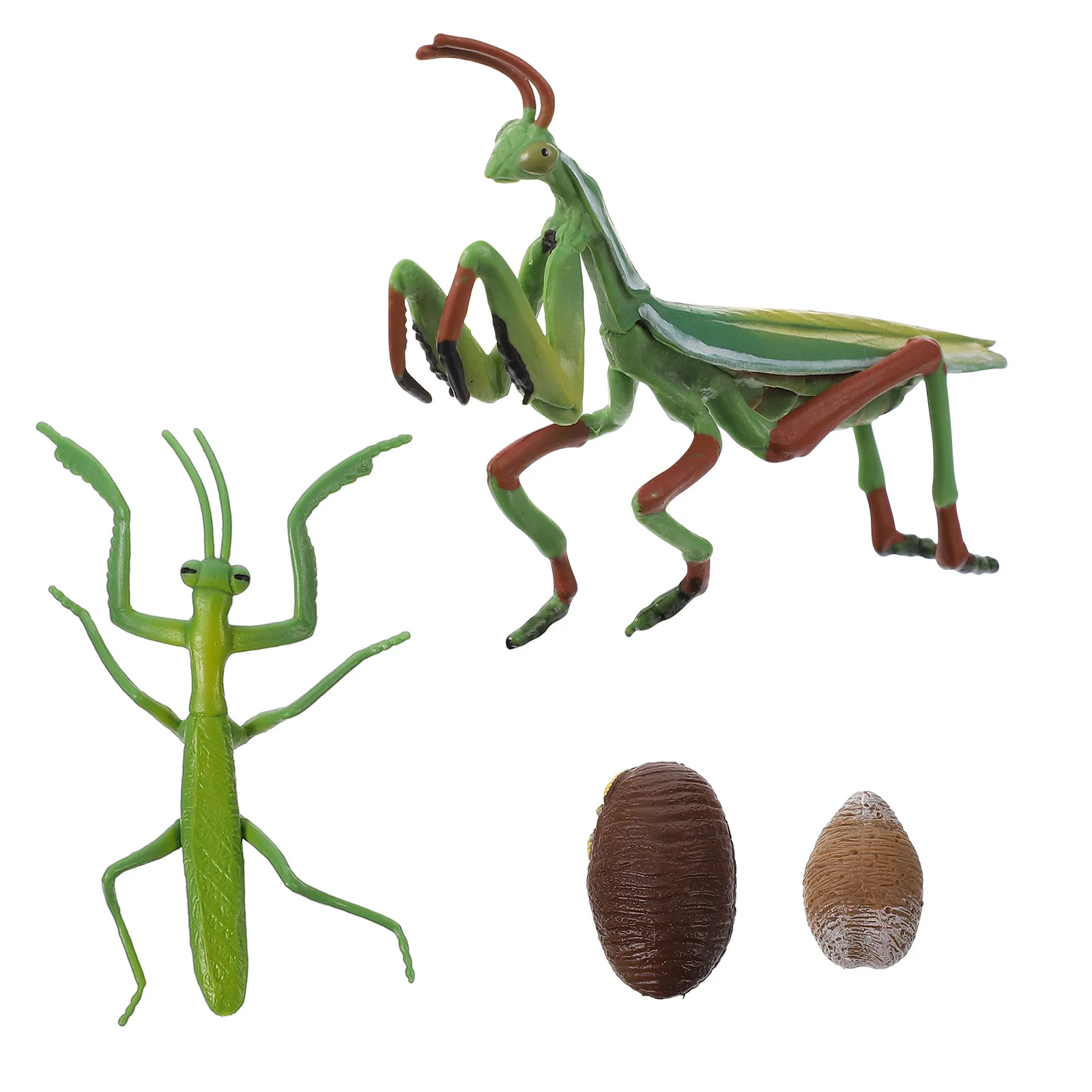 Life Cycle Figure Realistic Plastic Insect Early Education Prop Set Kids Learning Imagination Creativity Interactive