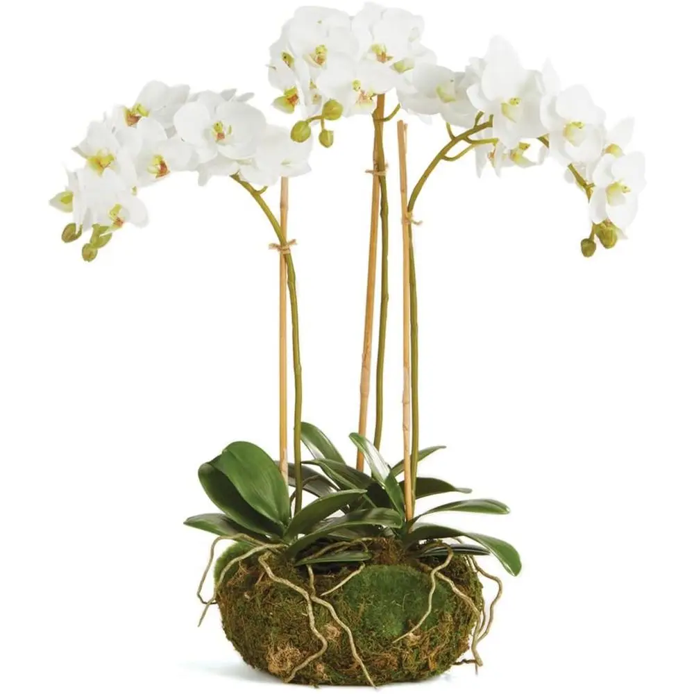 

16 Inch Compact White Phalaenopsis Orchid Mini Garden