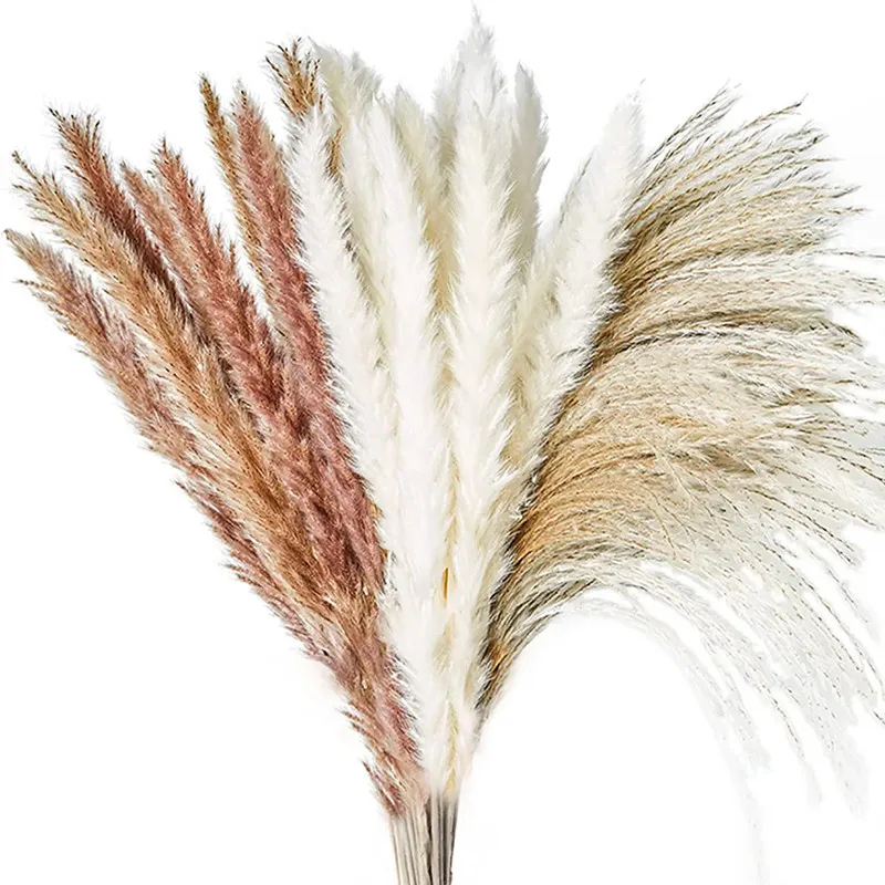 

Dried Flower Natural Pampas Grass 60Pcs 45cm With 3 Kinds Fluffy and Fluttering Color DIY Bohemian Plant for Wedding Flower Arra