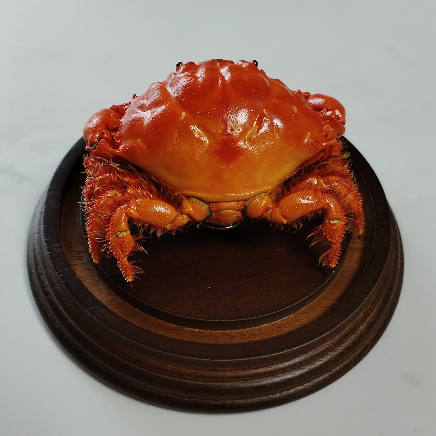 Etisus Dentatus Crab Specimen, Authentic Crab Taxidermy, Unique Collector Home Decor Handicraft, Ideal Gift for Nature Lovers