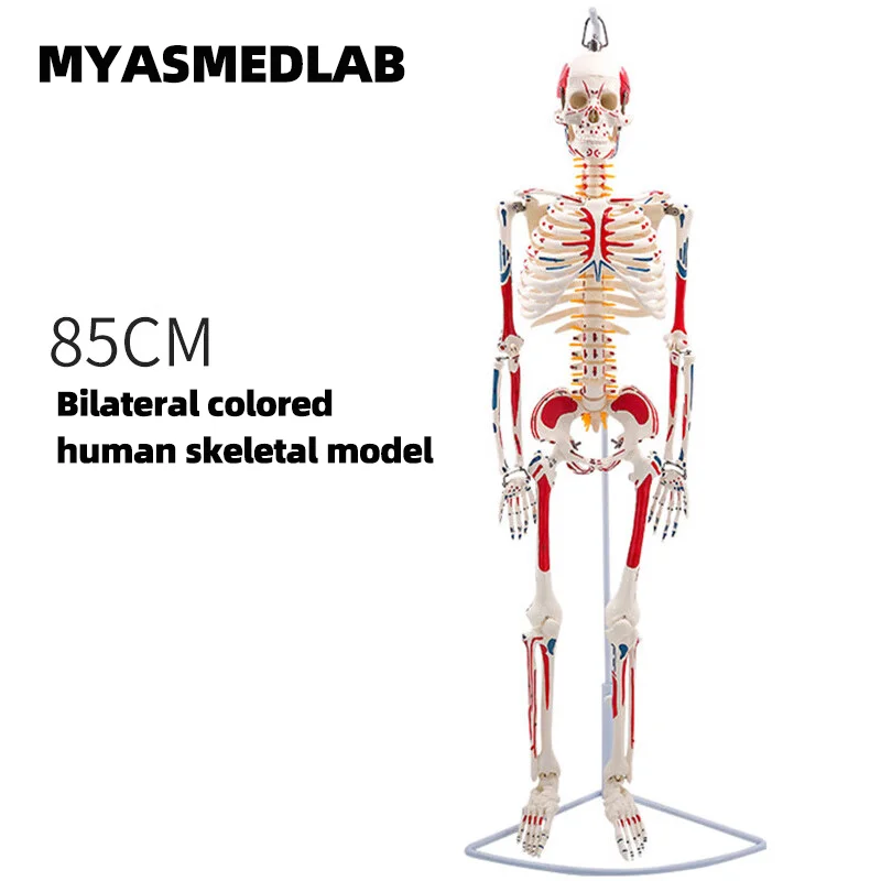 85cm Human Skeleton Model, Full Body Skeleton Human Model, Adult Small Skull Teaching Spine Model