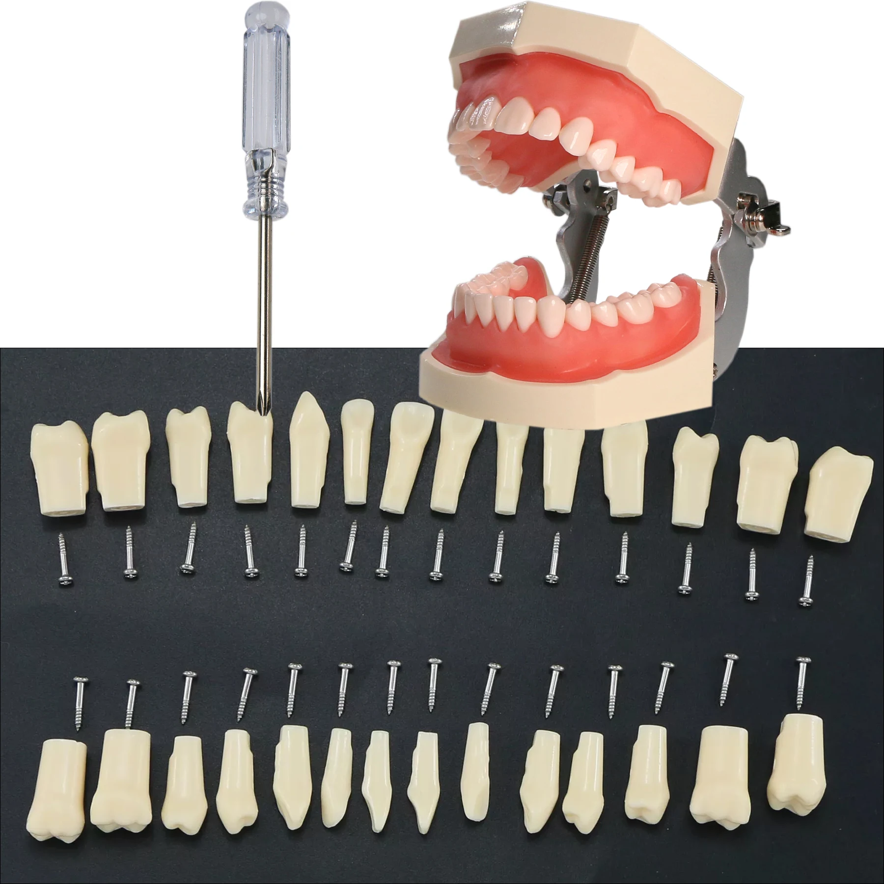 Dental Fit Typodont Kilgore NISSIN Practice Study Model Removable 28Pcs M8024 Teeth Removable 500Type