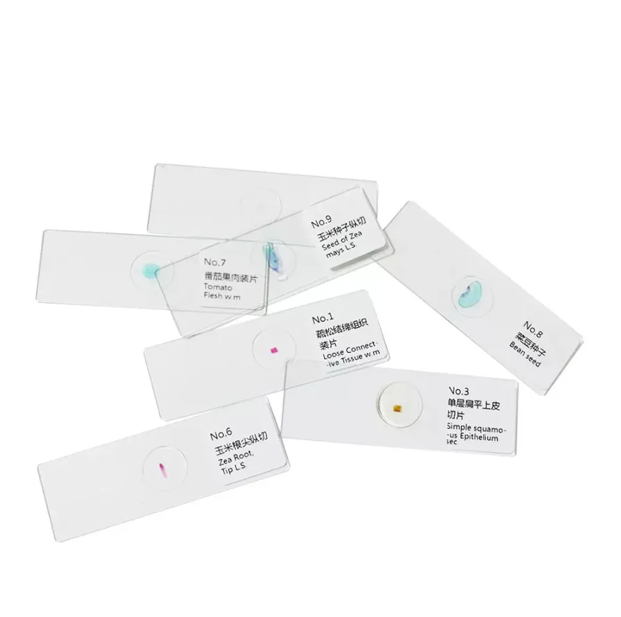 12PC Prepared Slices Human Plant Basic Tissue e Microscopic Slide Specimen Sample Section Biological Permanent Slicing Teach Lab