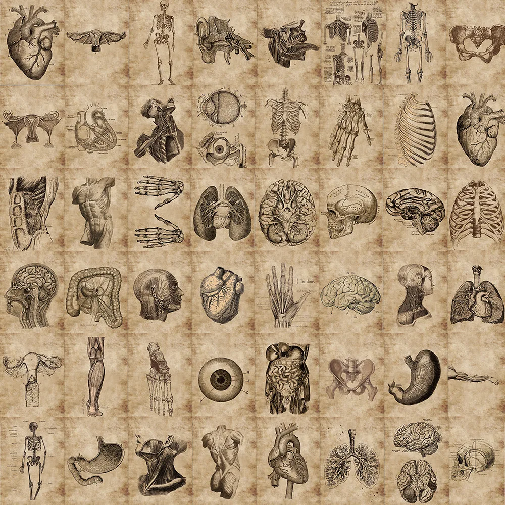 56pcs Anatomy Physiology Human Skeleton Horror Stickers Body Structure Decals Waterproof for Guitar Luggage Laptop Pad