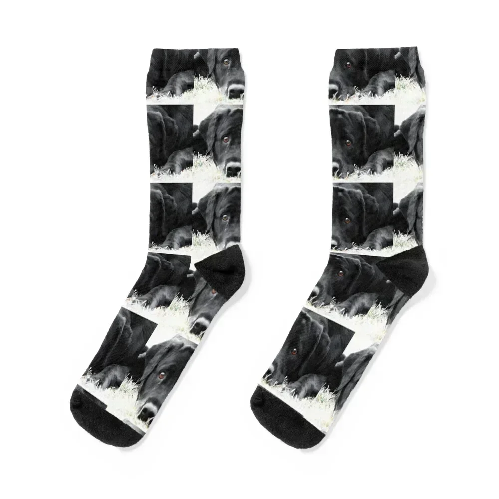 

Cute Black Lab Socks happy hiphop cool Stockings compression Socks Ladies Men's