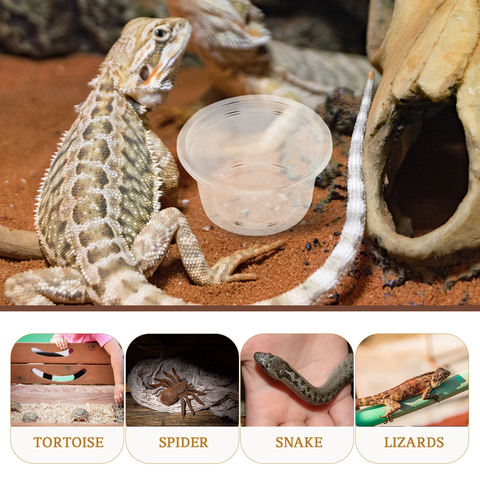

20pcs Compact Reptile Bowls Transparent Food Cups Household Water Dishes Small Pet Feeding Dish Multi-Function Reusable For