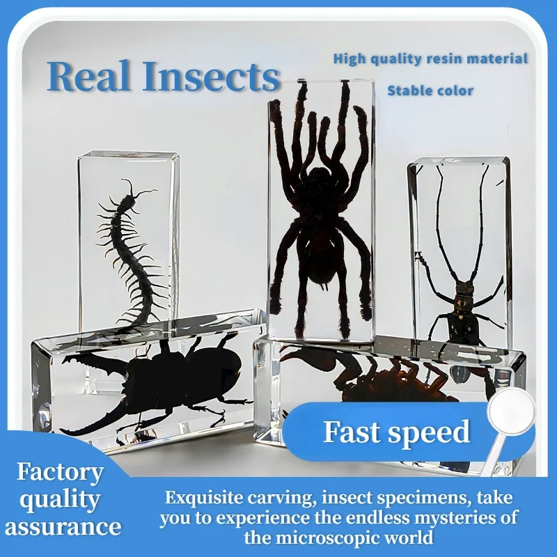 18Large Tarantula Specimen in Resin Large Bugs Spiders Centipede Resin Bug Beetle Scorpion Insect Specimen Model Desk Decoration