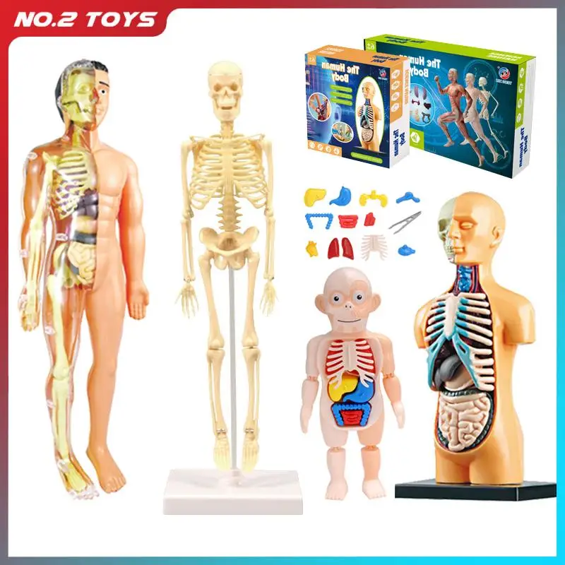 

Anatomical Human Body Model Cognitive Science Educational Toy Organ Bone Skeleton Removable 3D Human Torso Anatomy Model for Kid