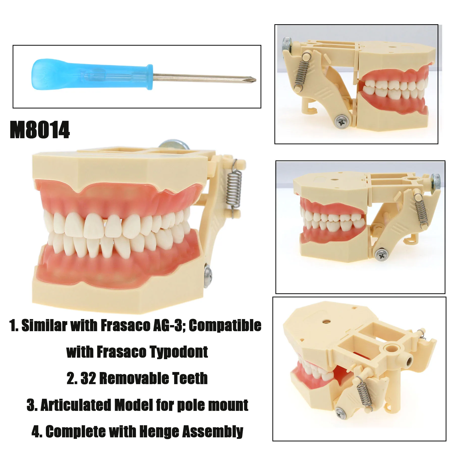 Frasaco AG3 Type Dental Restorative Typodont Teeth Model Removable Teeth 32pcs for Teeth Preparation M8014