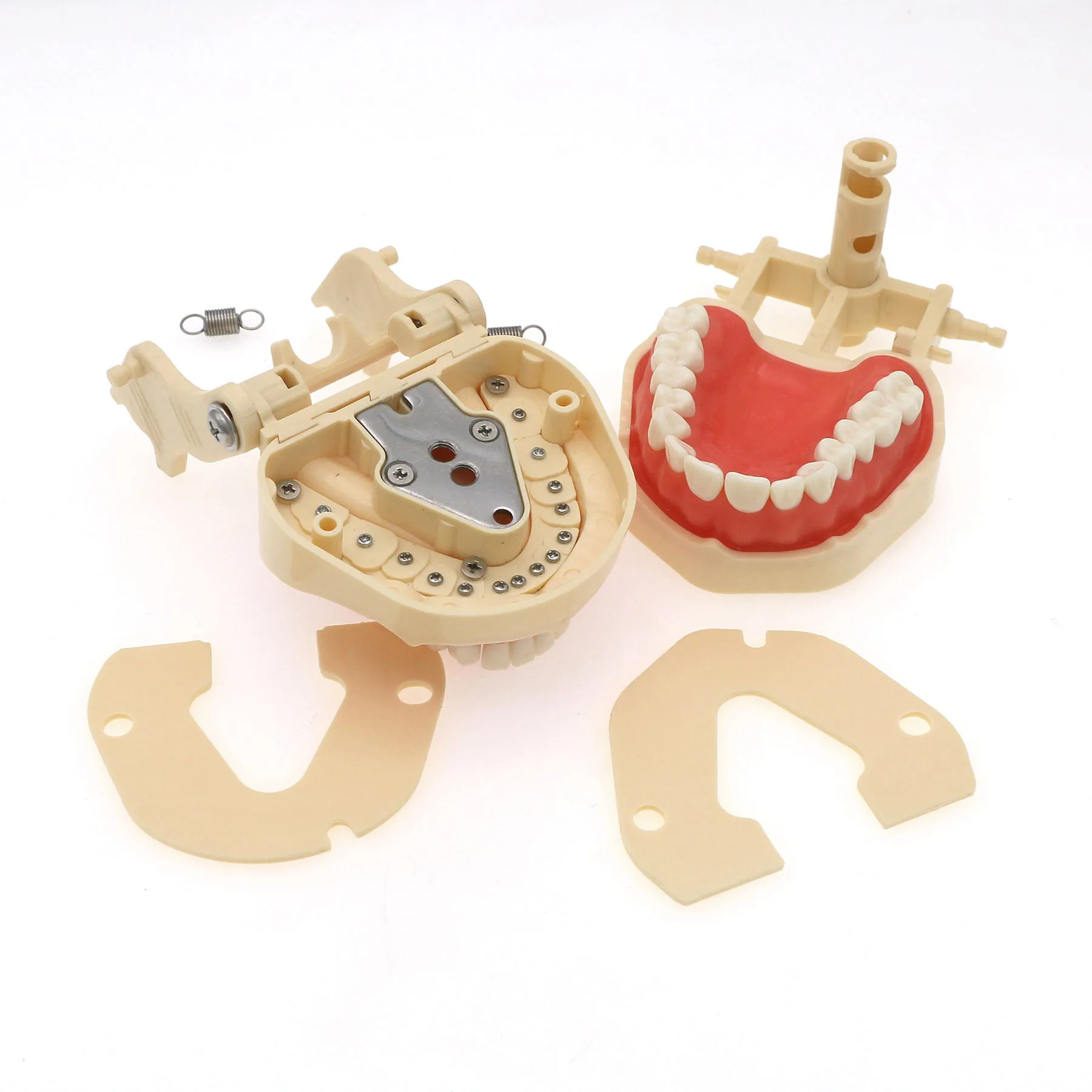 

Dental Restorative Practice Model 28Pcs Removable Screw-in Teeth with Soft Gingiva fit Frasaco ANA-4