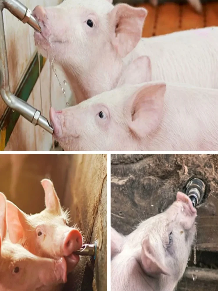 2/5/10 Pcs Verdicken Edelstahl Schwein Automatische Nippel Trinker Wasser Für Schwein Wasserhahn Schwein Wasser Mund Schwein landwirtschaft Ausrüstung – Detail 6