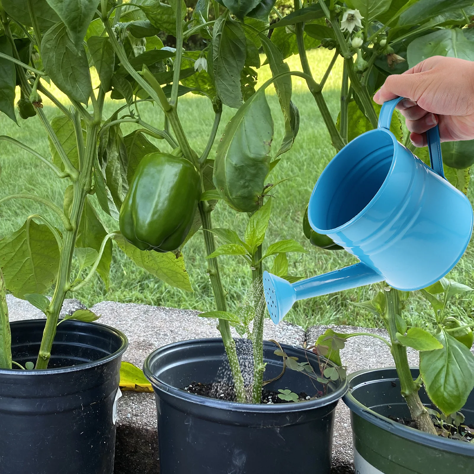 Iron Watering Can Durable Heavy Duty Garden Pot For Succulents Plants Use Eco Friendly No Smell Long Term