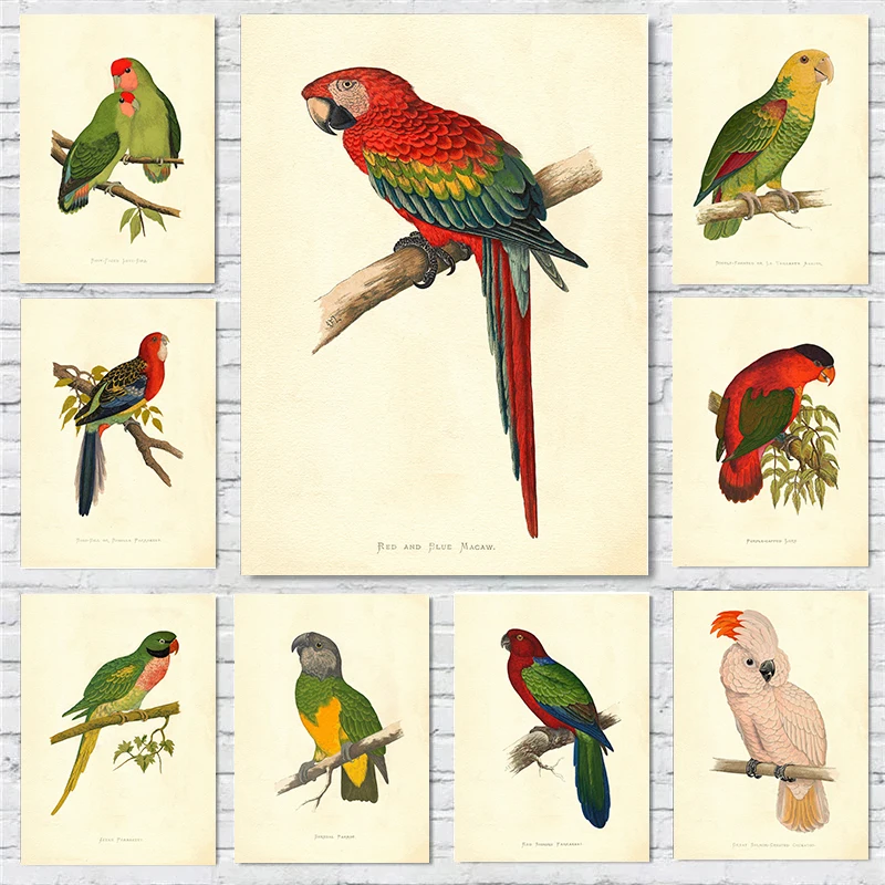 Pinturas en lienzo Vintage de especies de loros, cacatúa reposada de salmón, carteles de Lovebird de cara rosada, imágenes artísticas de pared de pájaros, decoración del hogar