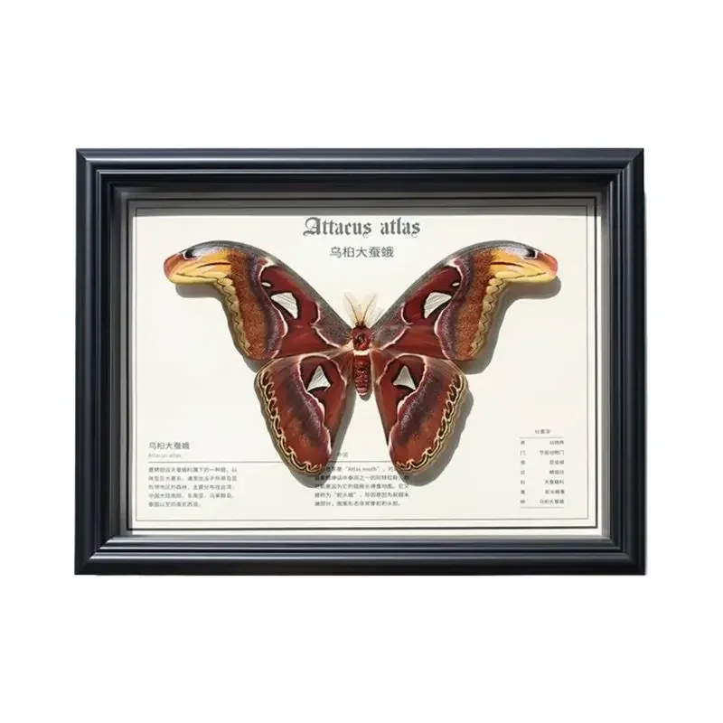Butterfly specimen display frame Large finished photo frame ornament