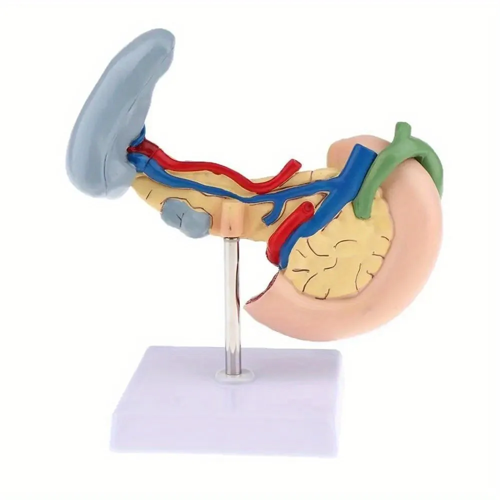Medical Anatomy Life Size Anatomical Pancrea model Human Pancreas Model Duodenum Spleen Pathological Learning
