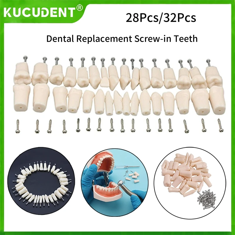 

28/32PCS Dental Typodont Practice Teeth Removable Screw-in Resin Denture Compatible with NISSIN Teeth Model Dentist Accessories