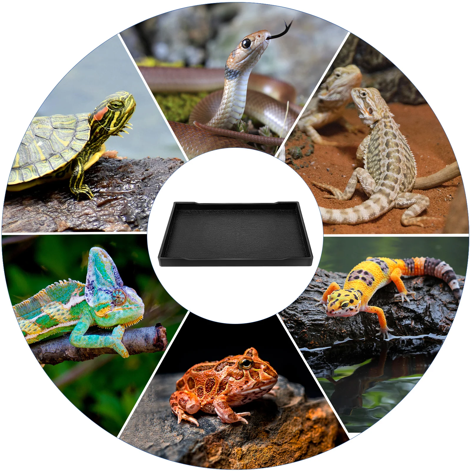 

Reptile Water Bowl Tortoise Food Dish Durable Material Smooth Surface Weighted Base Feeding Reptile Supplies Pet Habitat Natural