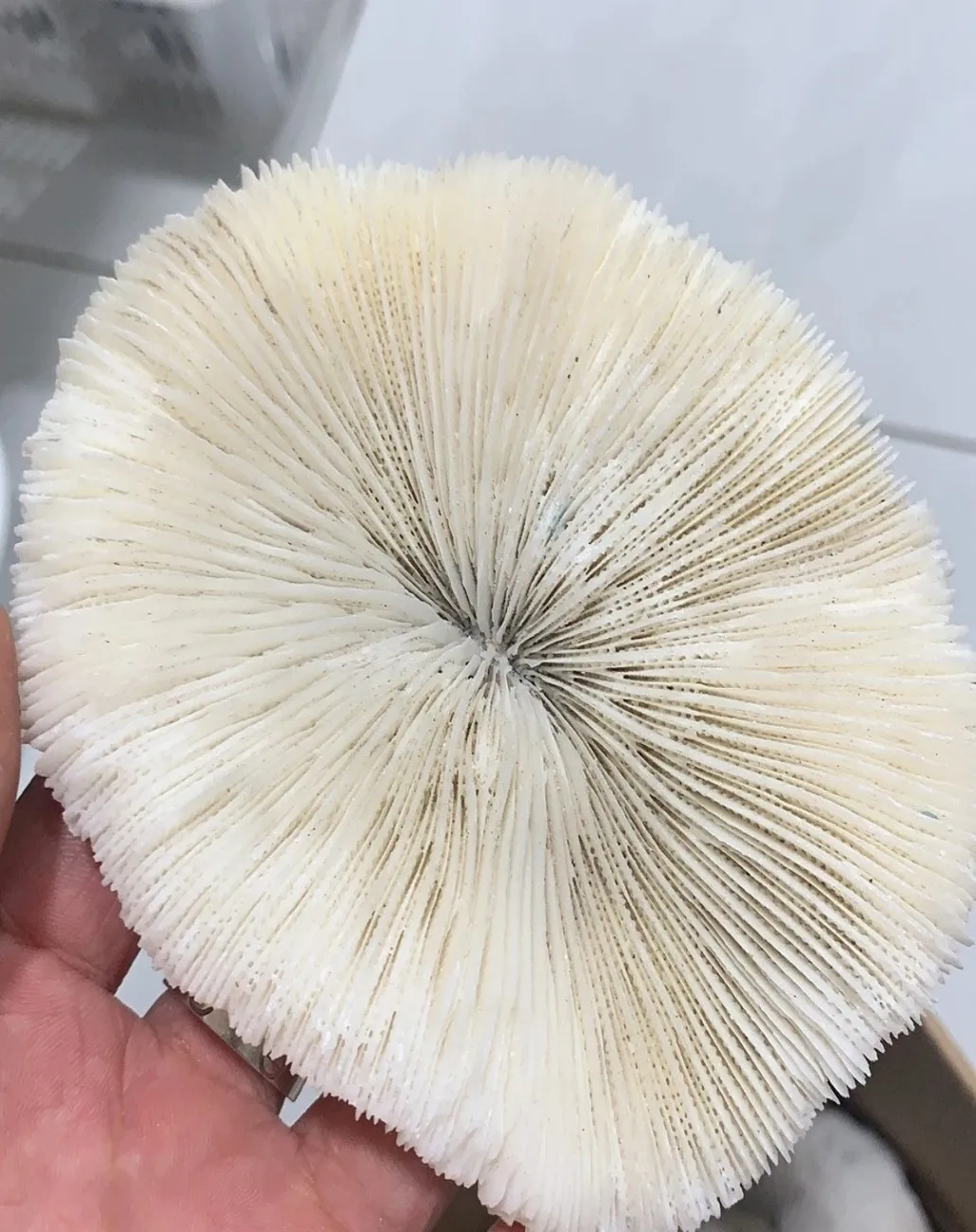 

Pure Natural White Coral Round Sea Flower Sea Mushroom Aquarium Decoration For Home Indoor Balcony, Living Room Ornaments