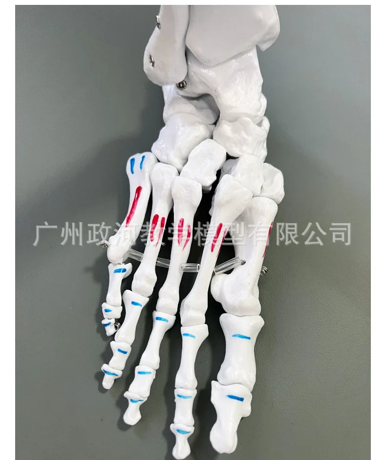 Medical Foot Joint Model Foot Ankle Joint Orthopedic Specimen Skeletal Model Simulation
