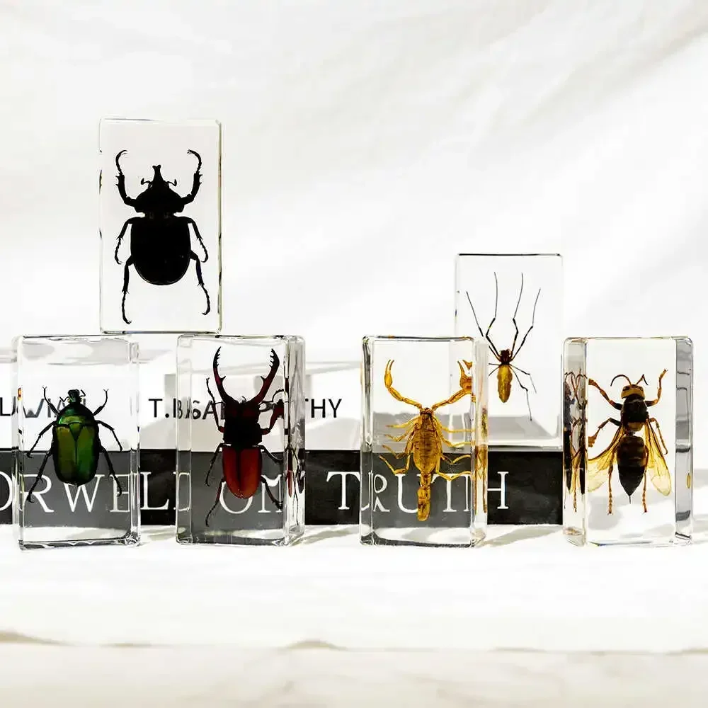 Real Animal Insect Specimens Resin Wrapped Starfish Spiders Scorpions Locusts Centipedes Hornets Bees Butterflie Home Decoration