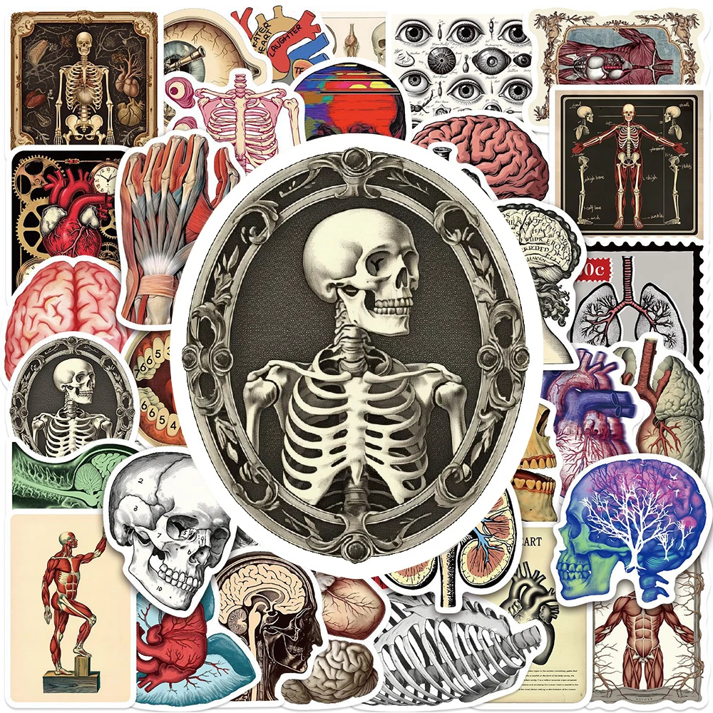 10/30/50pcs Retro Scientific Anatomy Stickers Physiology Human Body Structure Decals DIY Luggage Phone Stationery Cool Sticker