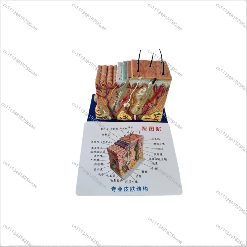 For 35x Human Skin Tissue Structure Amplified Anatomical Model Medical Aesthetic Plastic Surgery Stereoscopic Skin Model