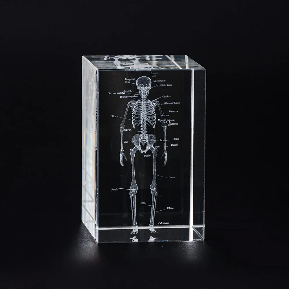 3D Human Skeleton Crystal Model Organ Props Laser Etched Anatomical Model Science Medicine Education Osteologists Souvenir Gifts