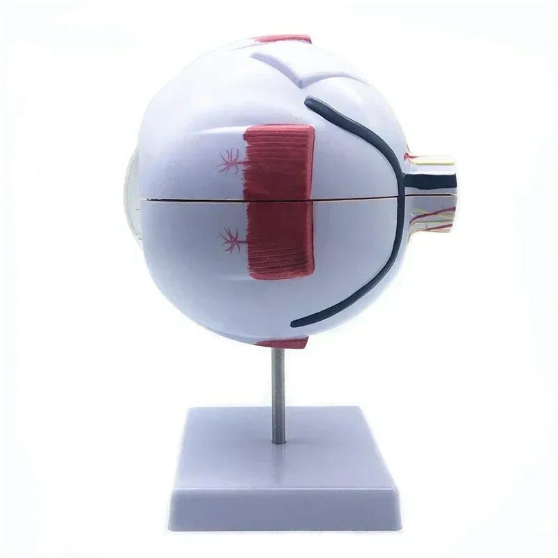Human Eyeball Model Eye Magnification Mode l Eye Anatomy Mod el School Teacher Guides Human Eyeball Teaching Models Medicine