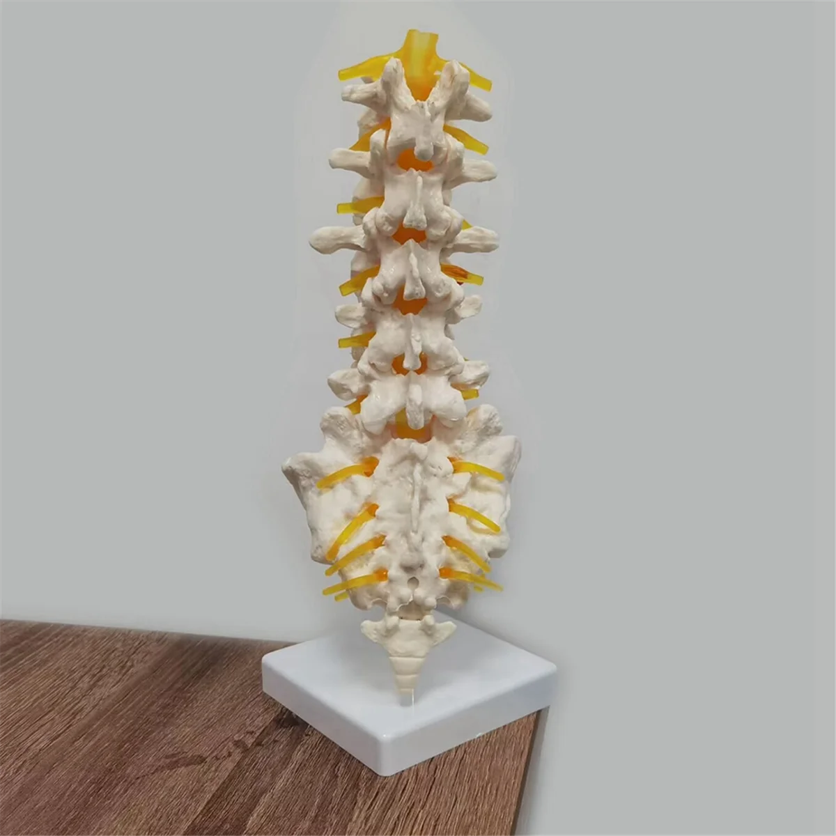 SLQZT Teaching Equipment Model 5-Segment Lumbar Spine with Sacral Accessory Orthopedic Teaching Display Teaching Aids