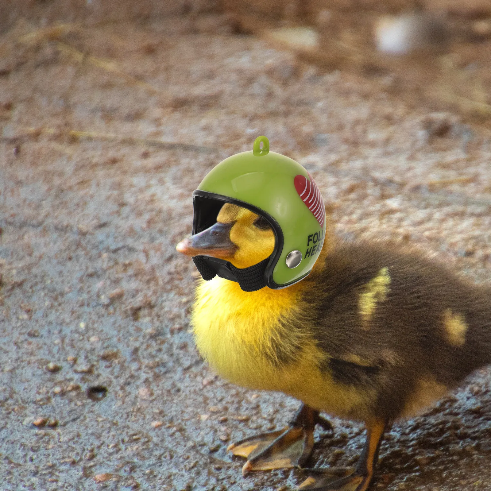 4 Piezas de Mini Cascos para Gallinas, Accesorios Divertidos para Pollos, Cascos de Seguridad para Mascotas, Sombreros para Aves