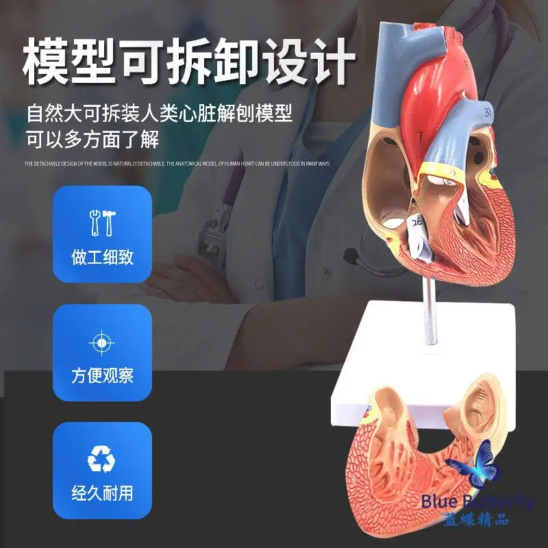 Anatomie modell des menschlichen Herzens/B-Ultraschall-Farbdoppler-Ultraschall-Herz modell/abnehmbares Herz medizinische Lehre