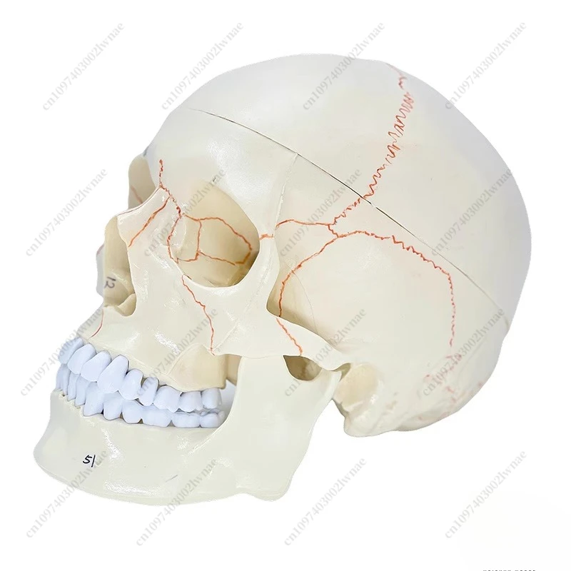 Human Skull Removable Model, Brain Skull Model 1:1 Brain Model