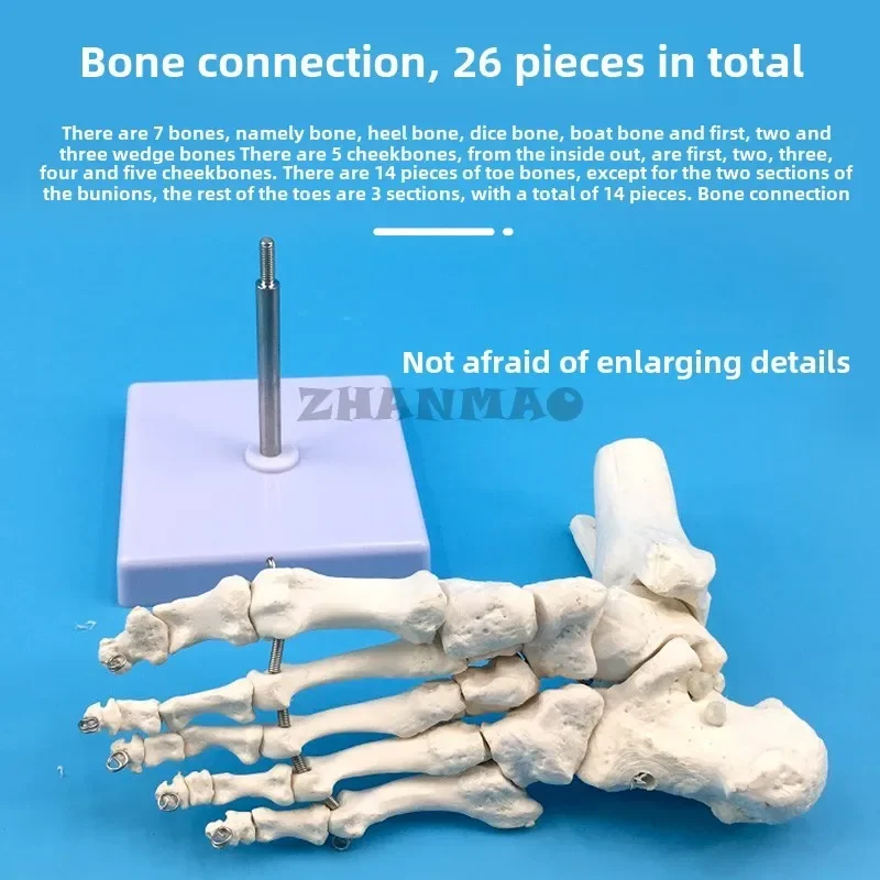 1：1Anatomy of The Tibia, Fibula, Tarsal Bone, Metatarsal Bone, and Phalanges in A Foot Joint Display Model Home Accessories