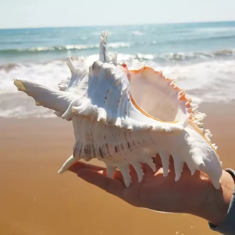 conchiglie di mare grandi