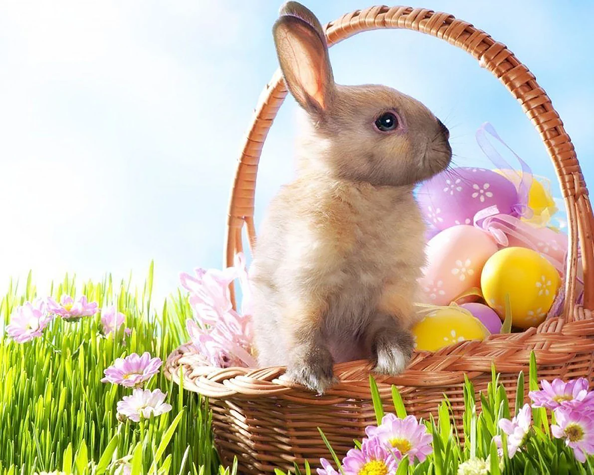 Portrait de bébé mignon lapin de Pâques, panier d'oeuf, joli décor de vacances, ciel bleu, pelouse verte, fond de studio photo, enge