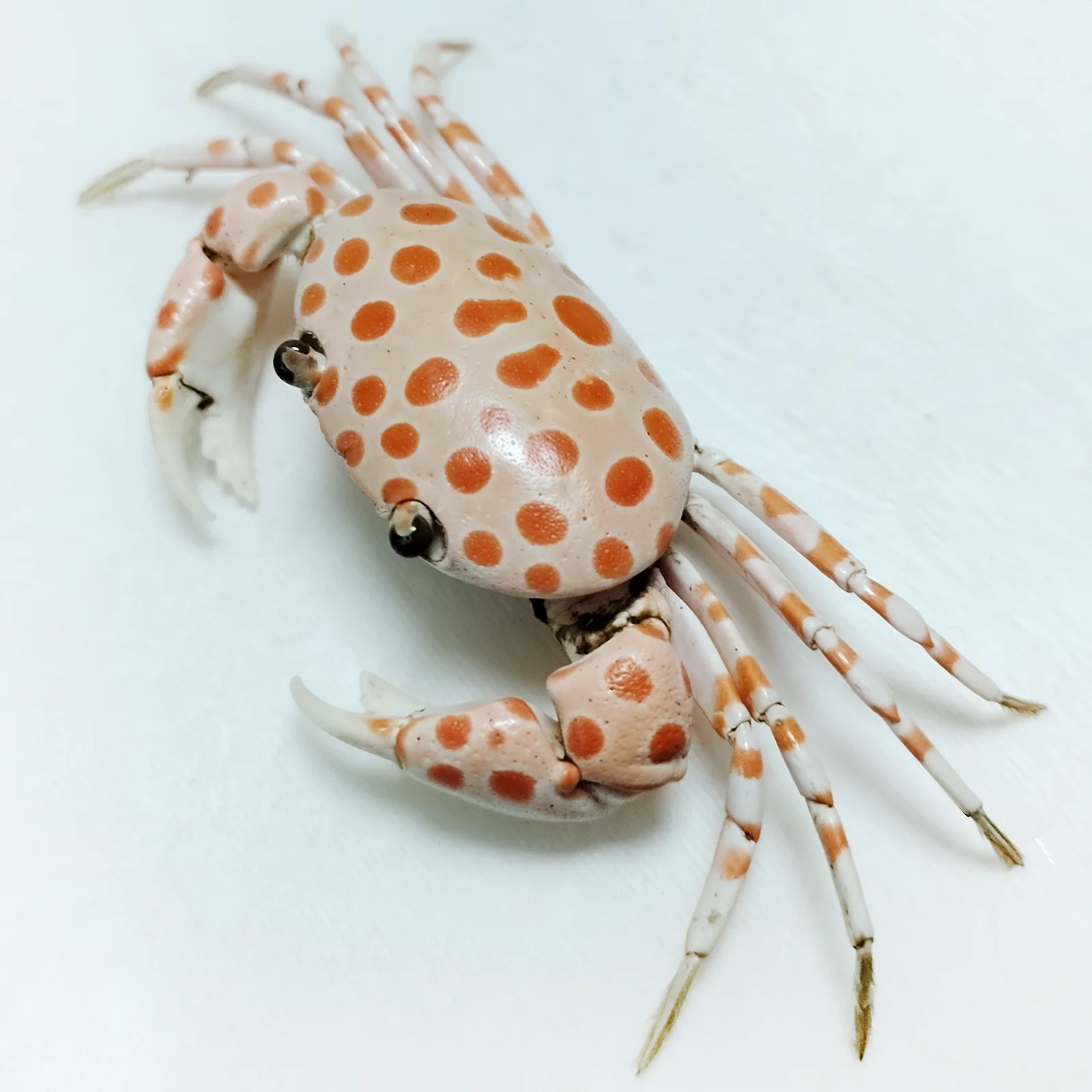 

Authentic Taxidermy Crab Liagore Rubromaculata Real Specimen Collection Unique Home Office Decor Ideal Gift for Nature Lovers
