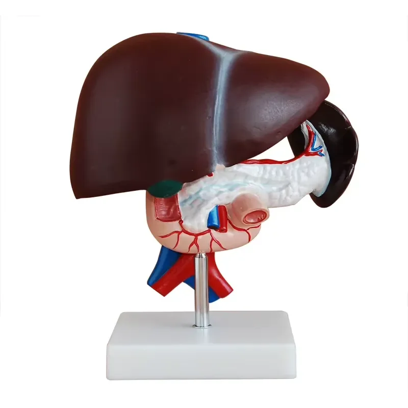 Medical Science PVC Human Anatomical Liver, Pancreas and Duodenum Model