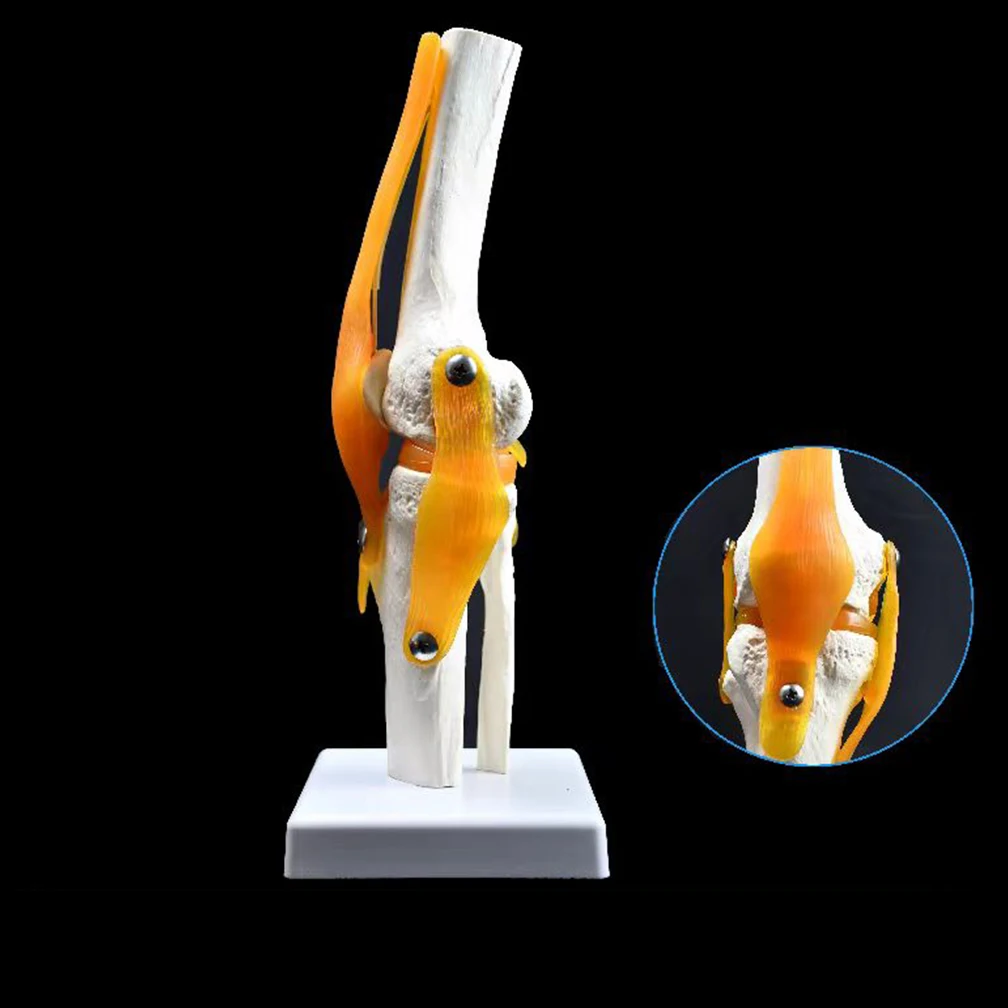 1:1 Flexible Knee Joint Model with Ligaments and Base Femur Tibia and Fibula Bone Anatomy Model Medical Teaching Dropshipping